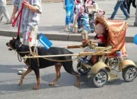 Parada de trăsuri