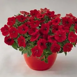 Petunia atârnare doborând de plantare și îngrijire, cât de multe bucăți plantate în ghivece, fotografie gradina