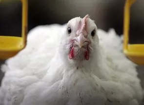 Caracteristici ale broiler de creștere la domiciliu în funcție de vârstă