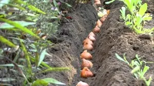 lalele Transplant în primăvară la un loc la altul de instrucțiuni cu video