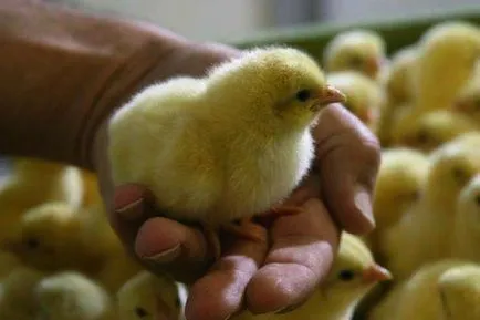 Caracteristici ale broiler de creștere la domiciliu în funcție de vârstă