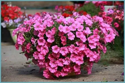 Petunia atârnare doborând de plantare și îngrijire, cât de multe bucăți plantate în ghivece, fotografie gradina