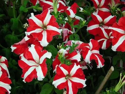 Petunia atârnare doborând de plantare și îngrijire, cât de multe bucăți plantate în ghivece, fotografie gradina