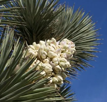 cultivare de palmier Yucca și îngrijire