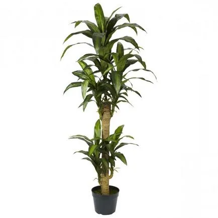 cultivare de palmier Yucca și îngrijire