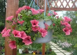 Petunia în ghivece