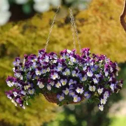 Petunia atârnare doborând de plantare și îngrijire, cât de multe bucăți plantate în ghivece, fotografie gradina