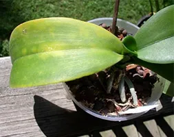 De ce frunze rândul său, orhidee Phalaenopsis galben (galben) De ce frunzele se Orhideele Phalaenopsis galben