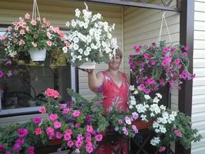 Petunia în ghivece și plantatoare cum să aibă grijă de plante și semințe și pentru pregătirea solului, plantarea