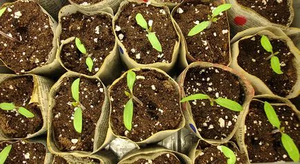 De ce nu germina castravete într-un teren deschis - ce să facă (sol) De ce nu germina castravete într-un teren deschis - ce să facă