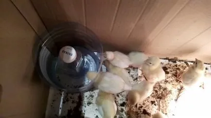 Adăpătoare pentru pui dintr-o sticlă de plastic