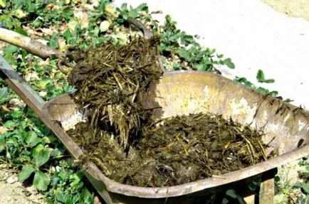 Fertilizarea răsaduri de tomate în când fac, fertilizat tehnologie (hrănire) Fertilizarea răsaduri de roșii, atunci când face acest lucru, fertilizat tehnologie