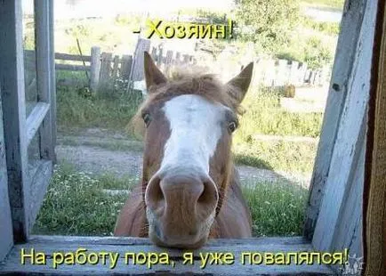 De ce mint despre echitatie calul meu, conducător