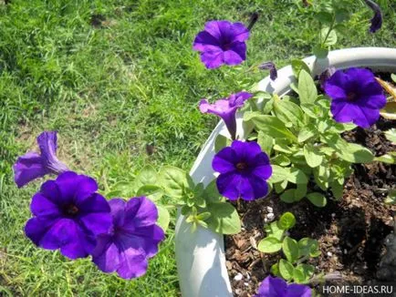 Petunia în ghivece și plantatoare cum să aibă grijă de plante și semințe și pentru pregătirea solului, plantarea
