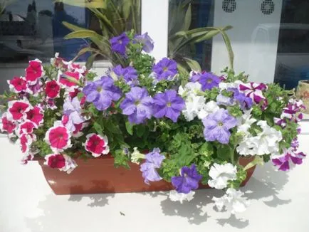 Petunia în ghivece și plantatoare cum să aibă grijă de plante și semințe și pentru pregătirea solului, plantarea