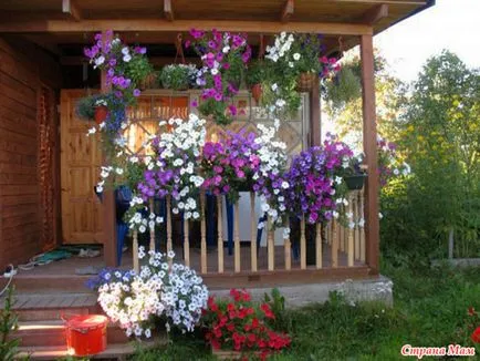 Petunia în ghivece și plantatoare cum să aibă grijă de plante și semințe și pentru pregătirea solului, plantarea