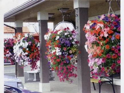 Petunia în ghivece și plantatoare cum să aibă grijă de plante și semințe și pentru pregătirea solului, plantarea