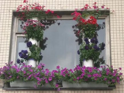 Petunia în ghivece și plantatoare cum să aibă grijă de plante și semințe și pentru pregătirea solului, plantarea