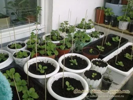 Petunia în ghivece și plantatoare cum să aibă grijă de plante și semințe și pentru pregătirea solului, plantarea