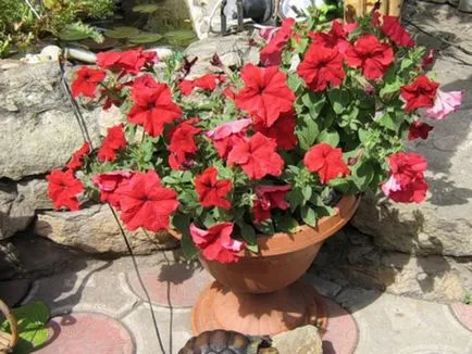 Petunia în ghivece și plantatoare cum să aibă grijă de plante și semințe și pentru pregătirea solului, plantarea