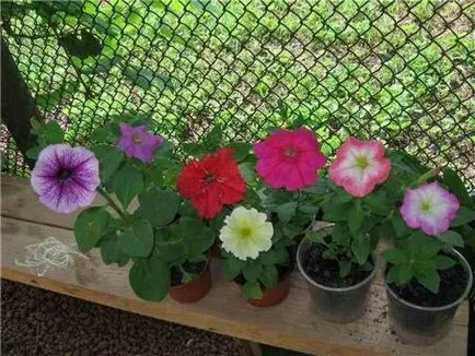 Petunia în ghivece și plantatoare cum să aibă grijă de plante și semințe și pentru pregătirea solului, plantarea