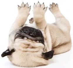 Câine rasa pug descriere generală a naturii și de îngrijire pentru pug