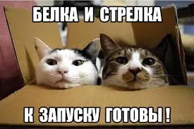 Imagini haioase despre pisici animale (65 poze) - poze haioase si umor