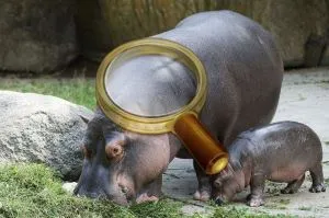 Zoo Praga - cum se ajunge acolo, orele de deschidere, prețul biletelor
