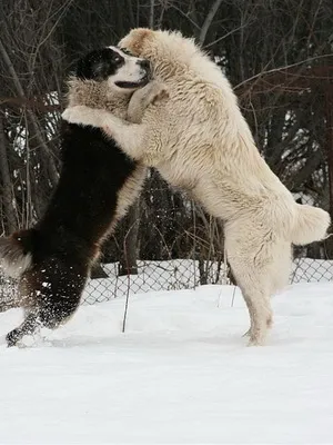 Rasa fotografii Câine ciobanesc din Asia Alabai, video și o descriere a standardului rasei, natura câinilor