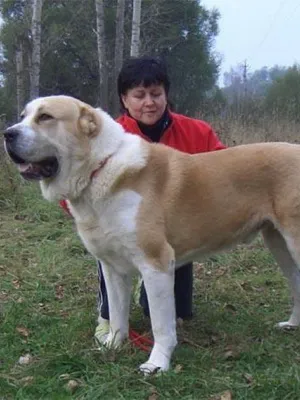 Rasa fotografii Câine ciobanesc din Asia Alabai, video și o descriere a standardului rasei, natura câinilor