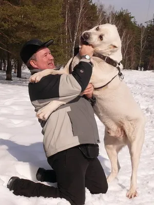 Rasa fotografii Câine ciobanesc din Asia Alabai, video și o descriere a standardului rasei, natura câinilor