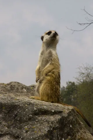 Praga Zoo - fotooobzor cum să obțineți
