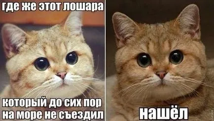 Imagini haioase despre pisici animale (65 poze) - poze haioase si umor