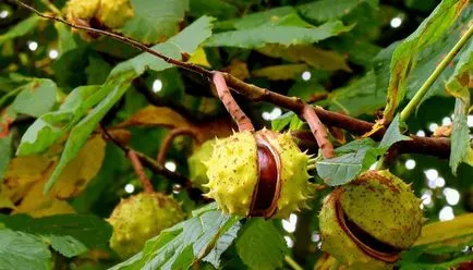 proprietăți terapeutice utile de calorii castan, vitamine și contraindicații (proprietăți) proprietăți terapeutice utile de castane calorii, vitamine și contraindicații
