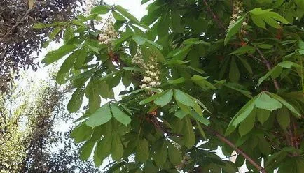 proprietăți terapeutice utile de castane calorii, vitamine și contraindicații (medicale) proprietăți terapeutice utile de castane calorii, vitamine și contraindicații