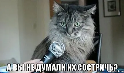 Imagini haioase despre pisici animale (65 poze) - poze haioase si umor