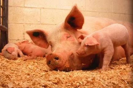 îngrășarea corectă a porcilor pentru carne la domiciliu (acasă) îngrășarea corectă a porcilor pentru carne la domiciliu