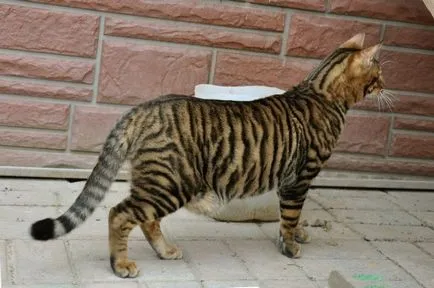 Cat rase de tigru si leopard de culoare, site-ul „halbă“ (pisica rase de culoare leopard) Cat rase de tigru si leopard de culoare, site-ul „halbă“