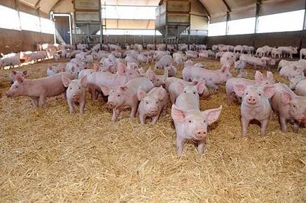 îngrășarea corectă a porcilor pentru carne la domiciliu (îngrășare) îngrășarea corectă a porcilor pentru carne la domiciliu