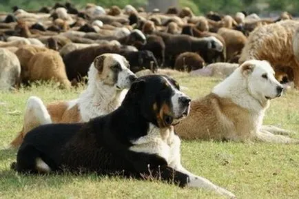 Rasa fotografii Câine ciobanesc din Asia Alabai, video și o descriere a standardului rasei, natura câinilor