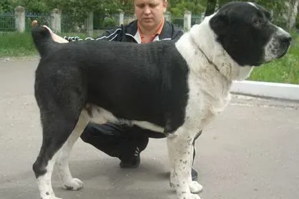 Rasa fotografii Câine ciobanesc din Asia Alabai, video și o descriere a standardului rasei, natura câinilor