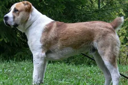 Rasa fotografii Câine ciobanesc din Asia Alabai, video și o descriere a standardului rasei, natura câinilor