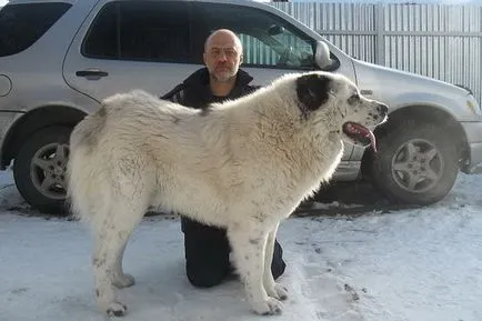 Rasa fotografii Câine ciobanesc din Asia Alabai, video și o descriere a standardului rasei, natura câinilor