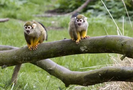 Praga Zoo - fotooobzor cum să obțineți