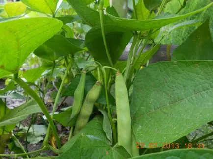 fasole de plantare, grădină cresc! (Cronologie aterizare Bean) fasole de plantare, grădină cresc!