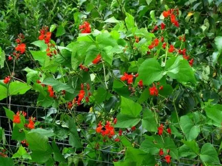 fasole de plantare, grădină cresc! (Destinație) fasole de plantare, grădină cresc!