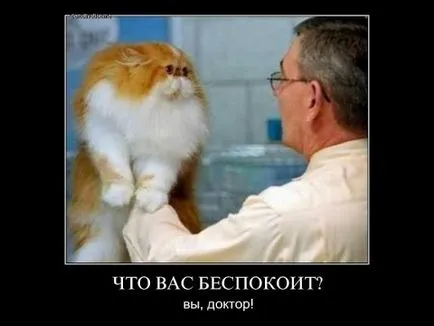 Imagini haioase despre pisici animale (65 poze) - poze haioase si umor