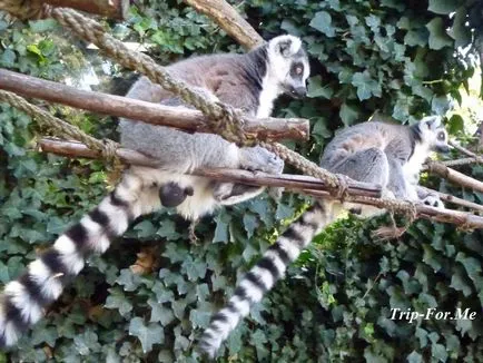 Praga Zoo este analiza mea, cum să obțineți o descriere