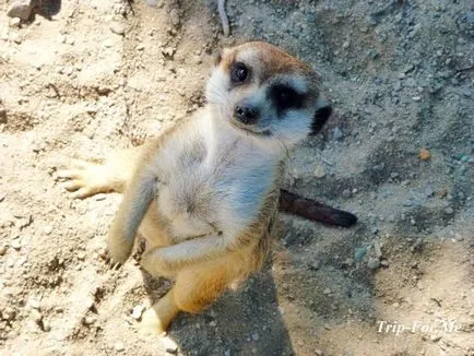 Praga Zoo este analiza mea, cum să obțineți o descriere