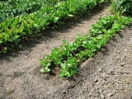 fasole de plantare, grădină cresc! (Bean) fasole de plantare, grădină cresc!